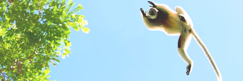Planet Madagascar banner