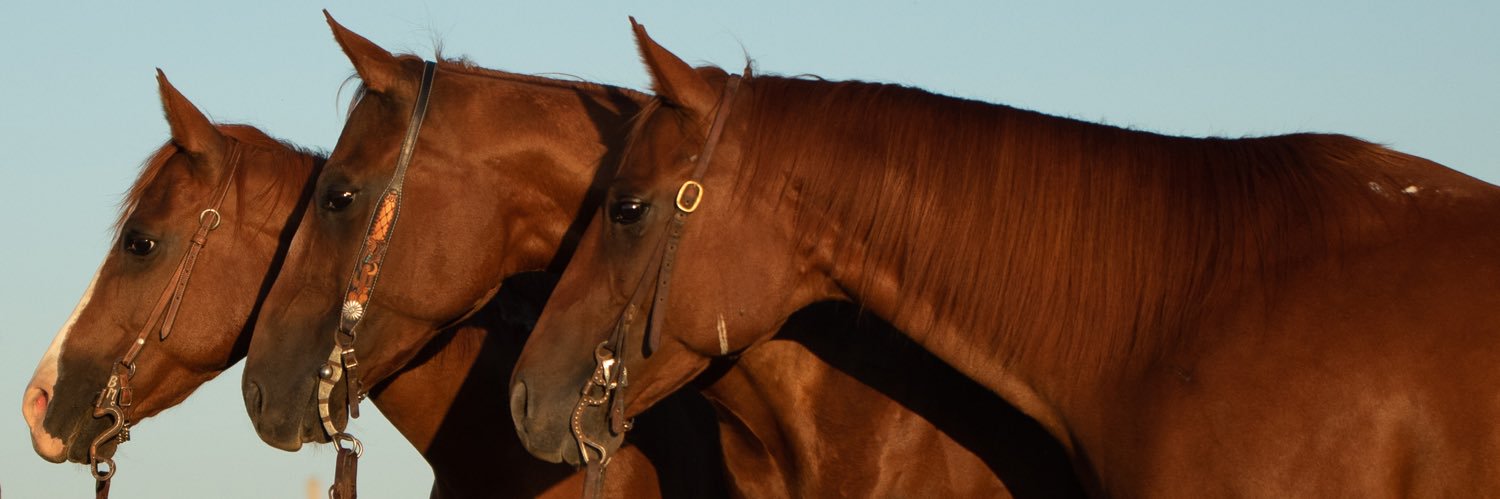 baileymccaughey's profile banner image