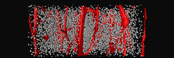 AndronowskiLab Profile Banner