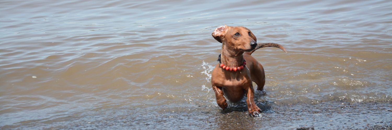 🌈 Schnitzel - Adventure Dackel banner