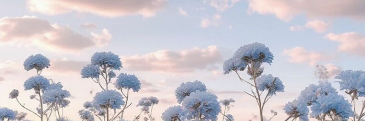 Calix banner