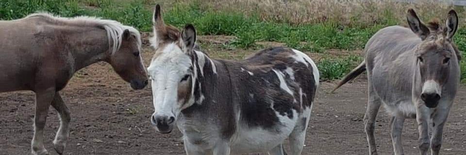 Happy Little Hooves Sanctuary banner
