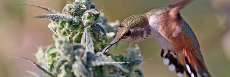 United In Compassion banner