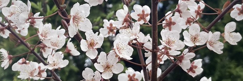 水縹🌱's banner