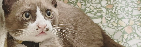 dhirakantapa Profile Banner