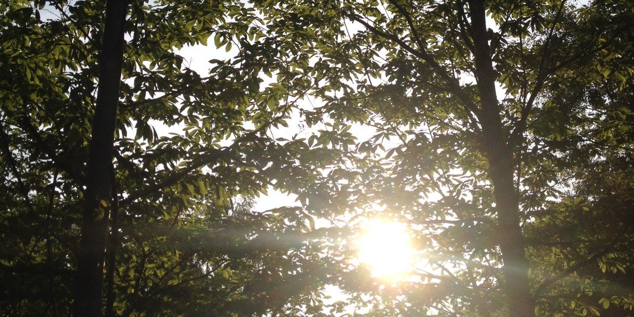 BarhamTrees's profile banner image