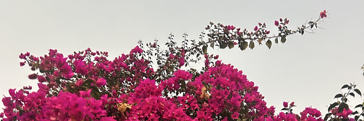 danielamedeyer's profile banner image