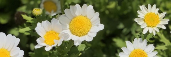 ameswithabrain Profile Banner