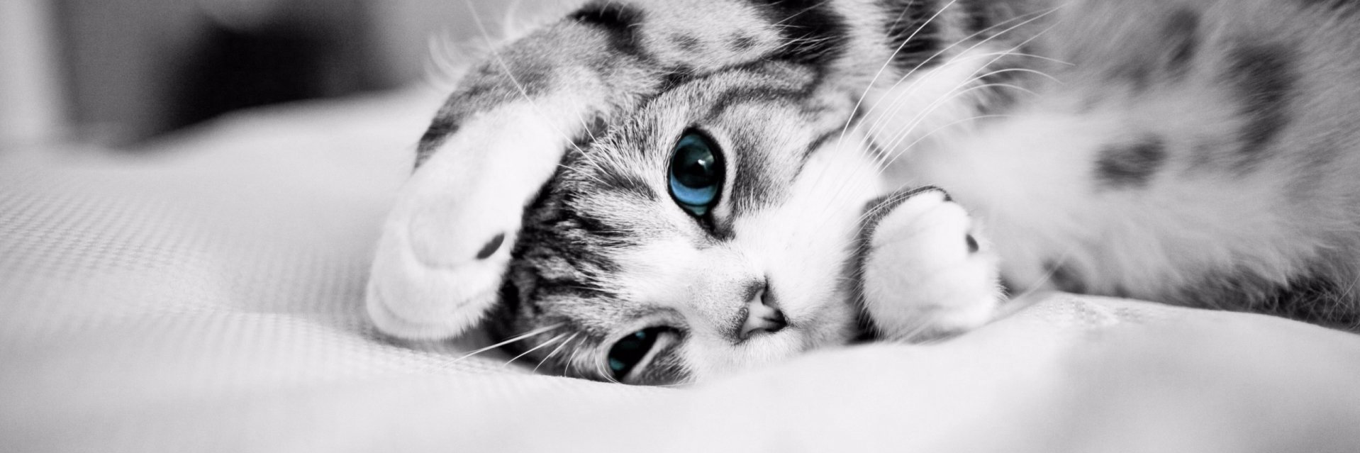 MissingPetsMX's profile banner image