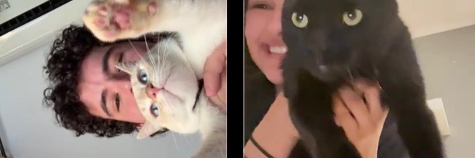 Cat! ⭑ 🎱 banner