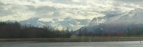 🎵🌼🎨 + 🐕 + 🐈 banner