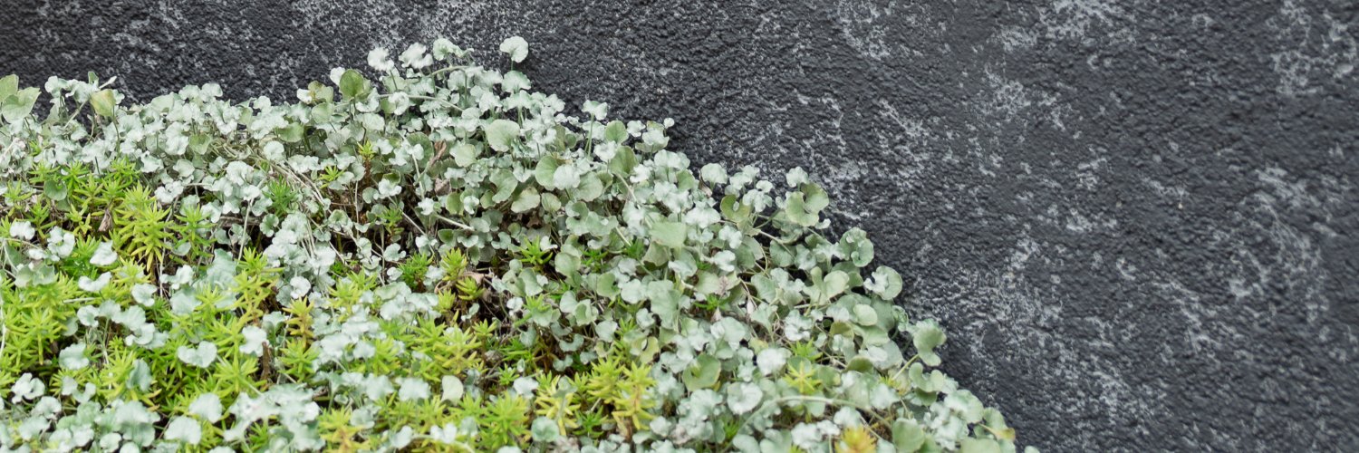 lika watanabe banner