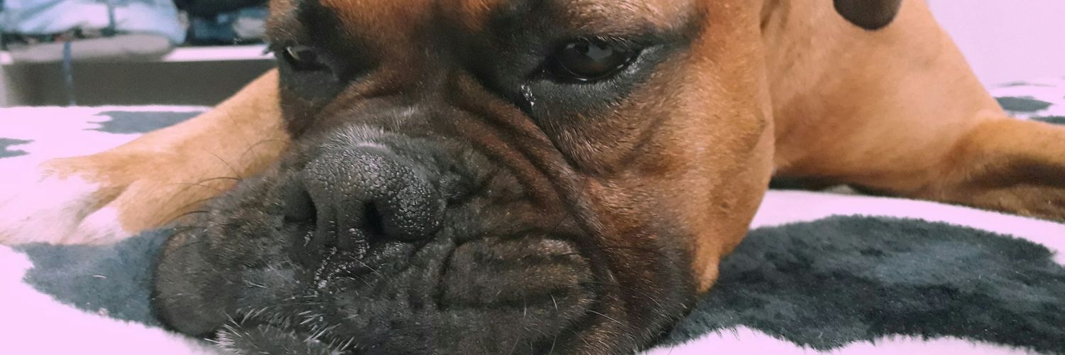 AgostinaInsa's profile banner image