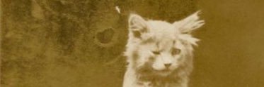 UnluckyCactus's profile banner image