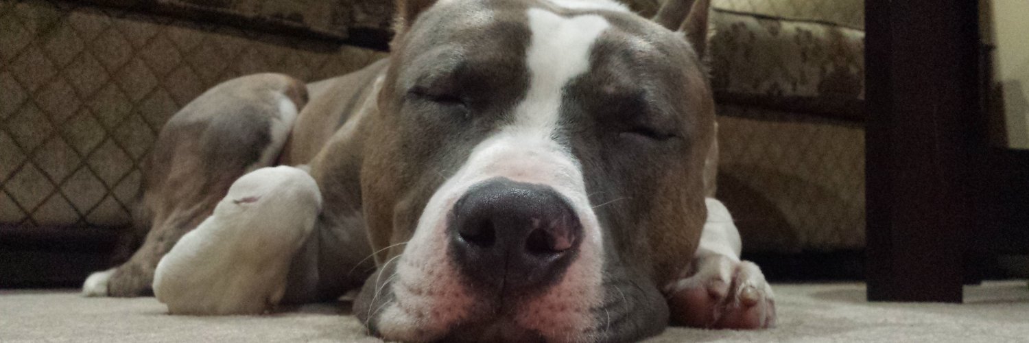 sleepydog_eth's profile banner image