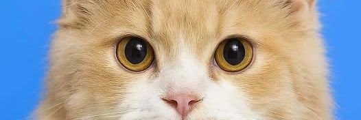 iss_weirdow's profile banner image