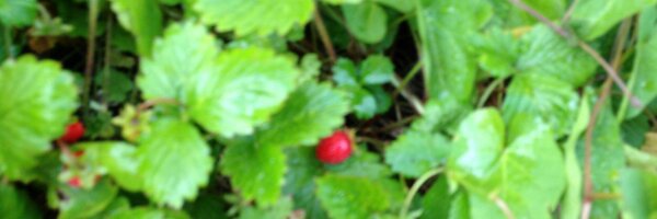 cathinka Profile Banner