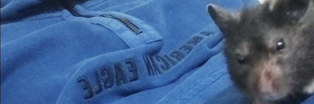 Daniel Gonzáles banner