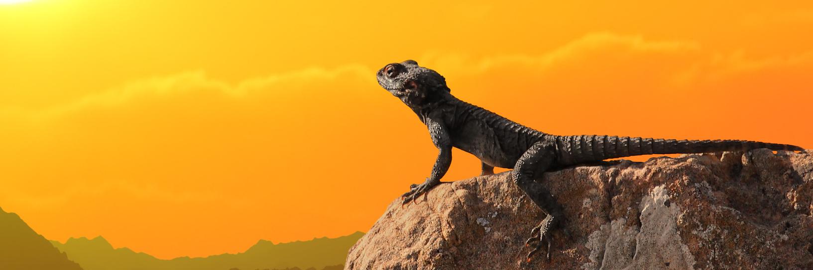 OldDesertLizard's profile banner image