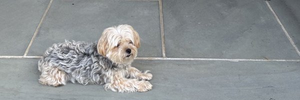 sam_fristachi Profile Banner