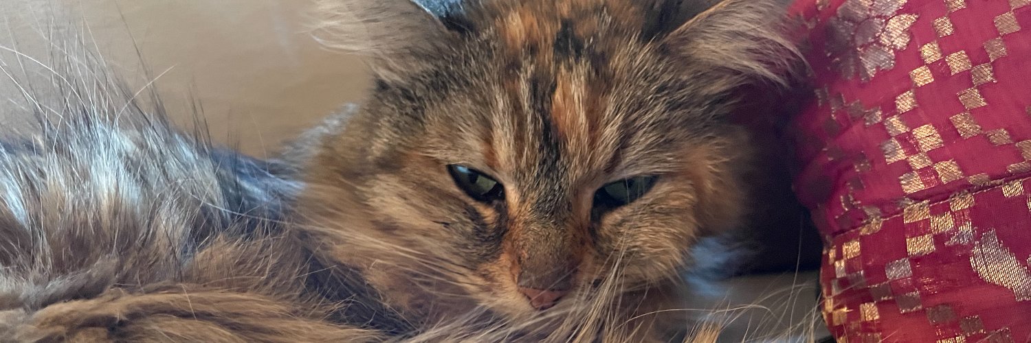 MagdaBogin's profile banner image