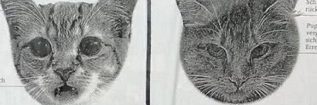 Dr Amy Gaeta's banner