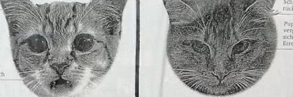 GaetaAmy Profile Banner