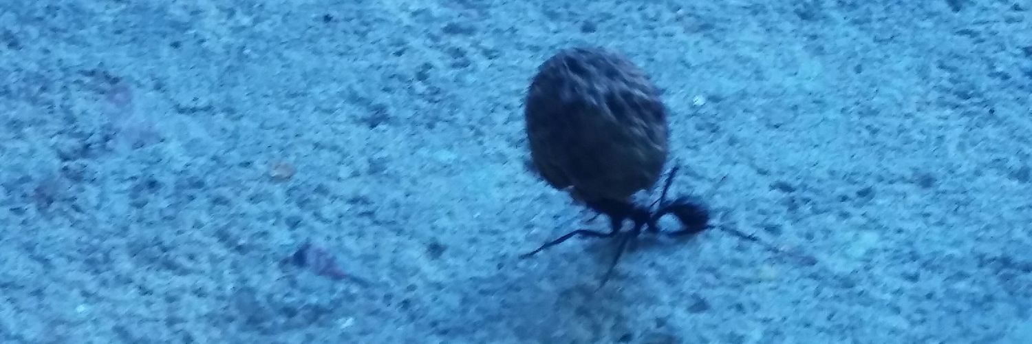 LENGUAROLLING banner