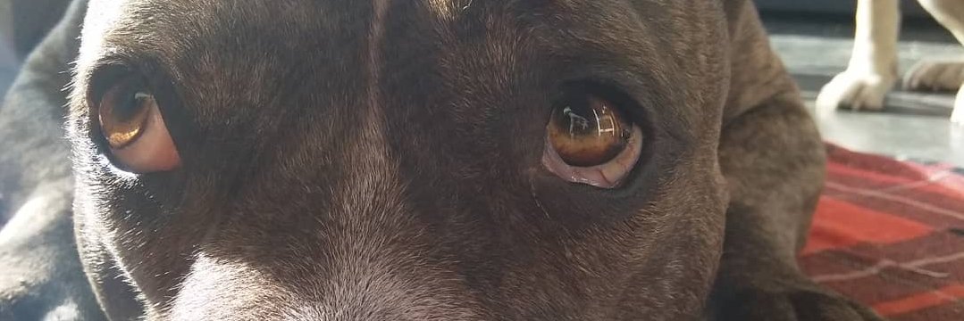 Avarie_'s profile banner image