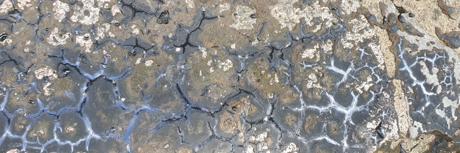 Rendall 🇺🇸🇫🇮 banner