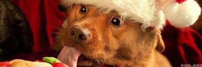 Katjofflar's profile banner image