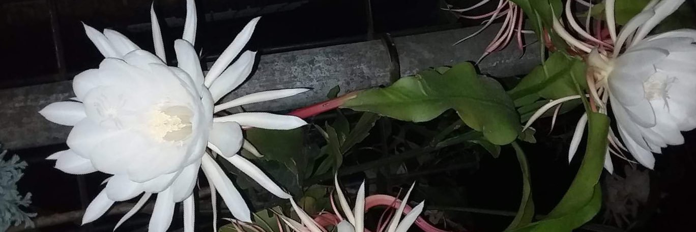 florimerida's profile banner image