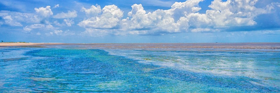 Brazilian Dicks banner