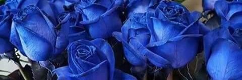 Pavlina_Shojleva banner