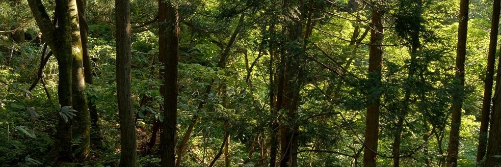 Matanuki5431's profile banner image
