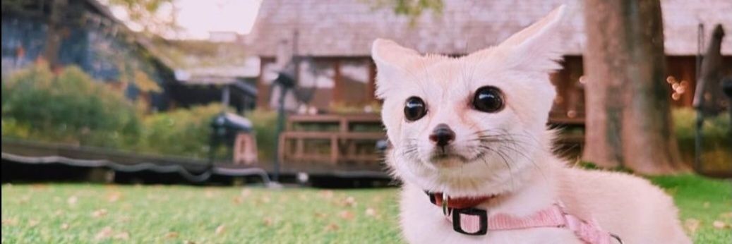 Grapefruitless banner