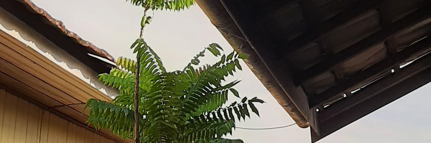 nadiels's profile banner image