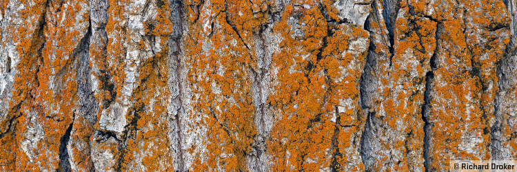 Botany & Plant Pathology banner