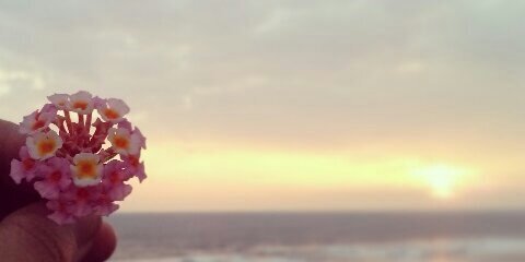 frimazhellia's profile banner image