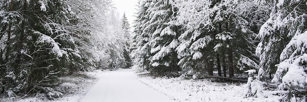 ❄ Iván Bathory ❄ banner