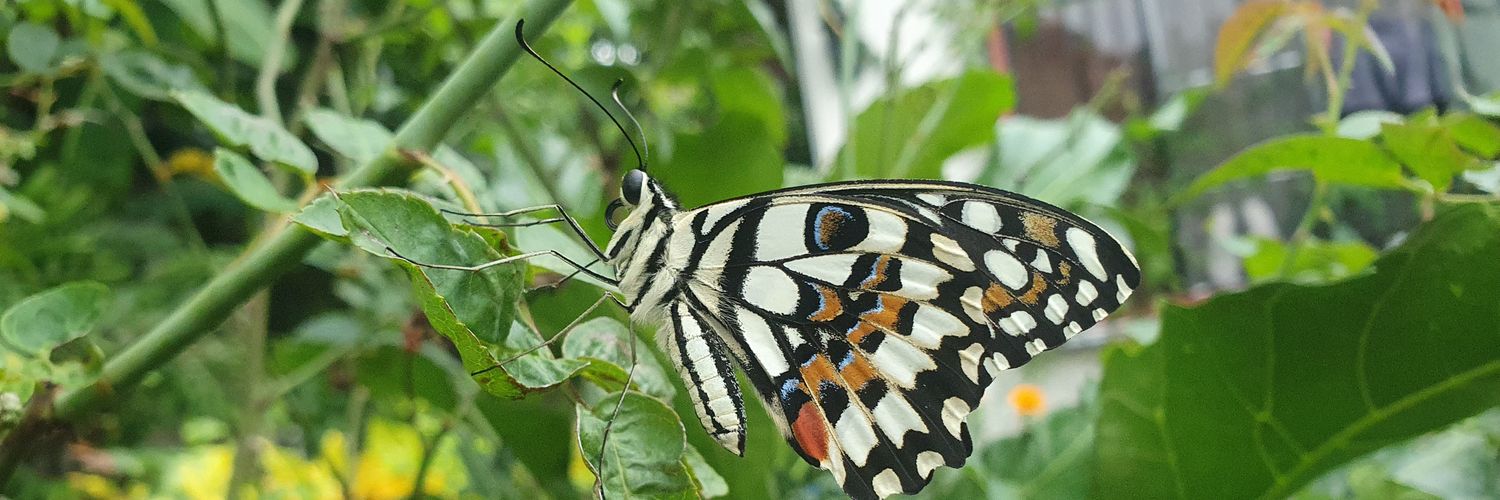 Identity troubled tito banner