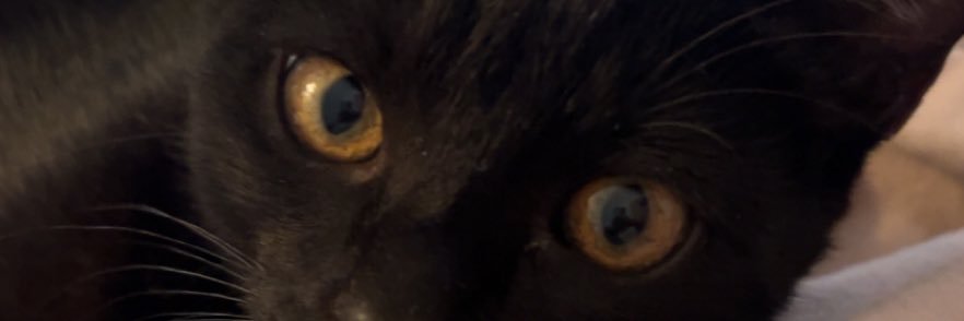 wh0sth's profile banner image