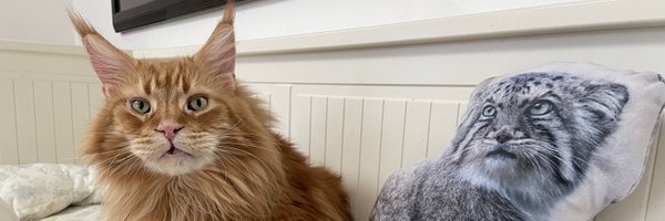 KEMOKEMO56 Profile Banner