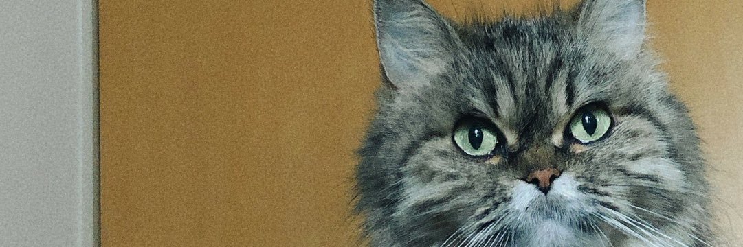 tsfucker's profile banner image