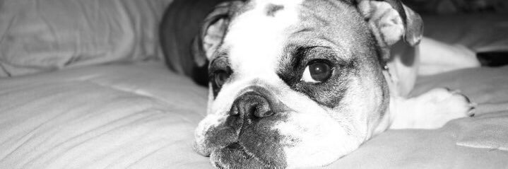 DenisseAvc's profile banner image