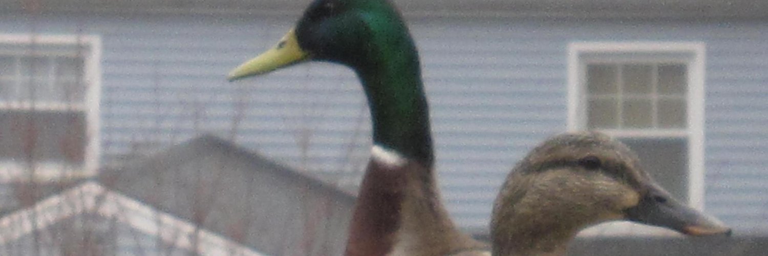 MsMaureenLong's profile banner image