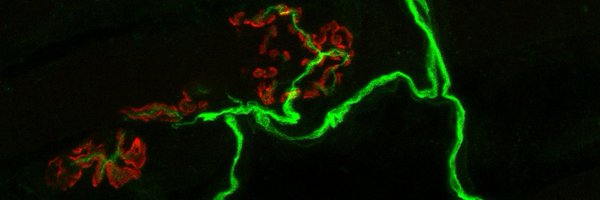 HafezparastLab Profile Banner