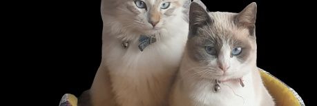 merigio3's profile banner image