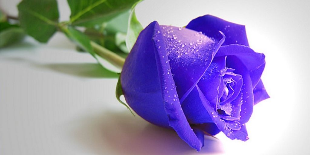 anjaniLA's profile banner image