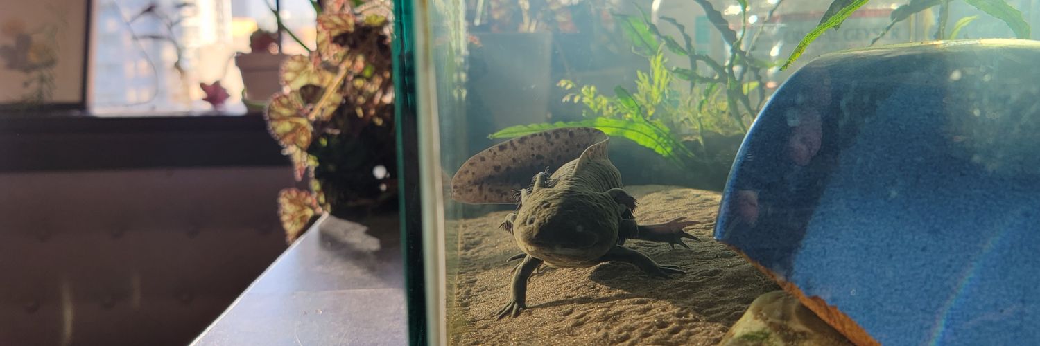 MacKenzie Gray banner